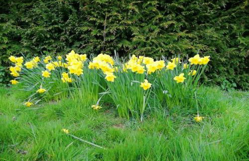 Luddie's Country Cottages - Rose Cottage - Foto 23