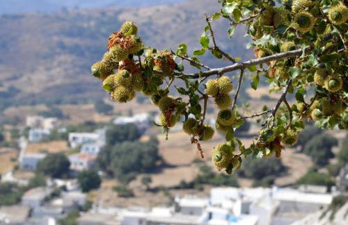 Με θέα το χωριό & το όρος Ζευς! - Foto 47