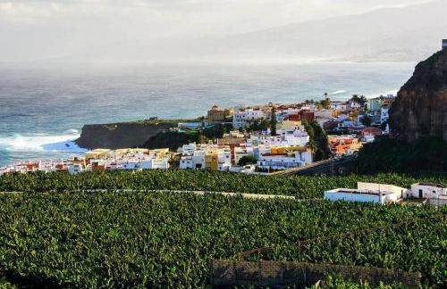 Musa Paradisiaca - Foto 44