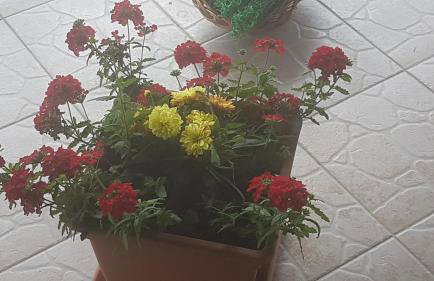 APARTMANI KSENIJA - Foto 18