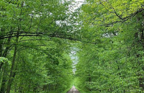 Moje Podlasie - Dom w Siemichoczach - Foto 31