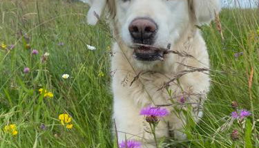 Ferienwohnung Waldblick - Foto 3
