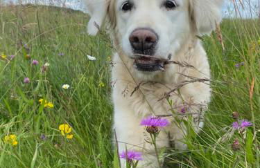 Ferienwohnung Waldblick - Foto 3