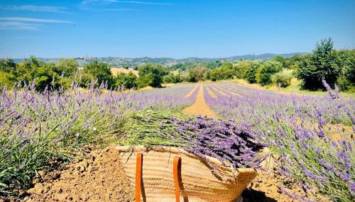 Agriturismo CasaViVa - Foto 3, Garden, Garden view