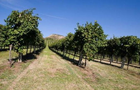 Villa Il Cigno - Photo 45