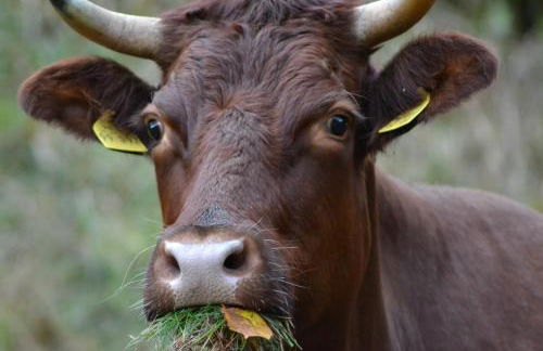 Ferienwohnung Pusteblume - Foto 22