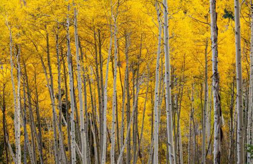 1213GB Golden Bear Tahoe Home - Foto 2