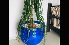 Itanhaém Maravilhosa - Foto 46