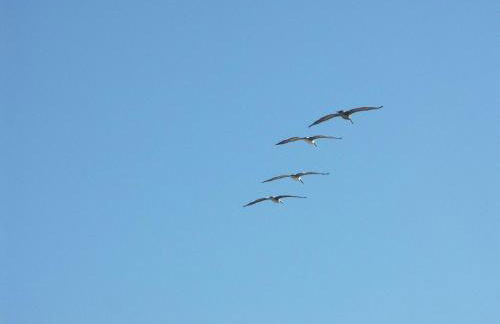 Flagler Beach Motel and Vacation Rentals - Photo 17