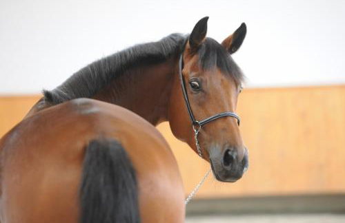 Domaine équestre de la Chênaie - Foto 1