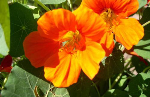 Haus Seidl - Foto 32