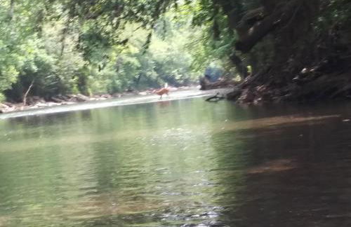 Peaceful Cabin on Rough River - Foto 9