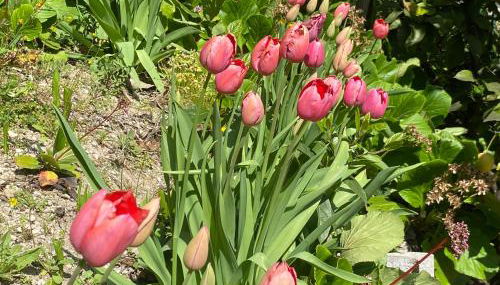 Villa Gianna Terrazza - Foto 4