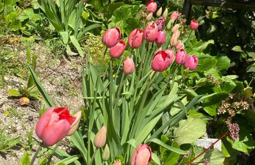 Villa Gianna Terrazza - Foto 4