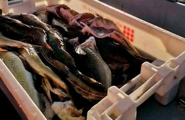 12 Person Holiday Home in Bremnes-by Traum - Foto 27