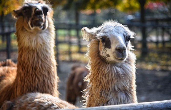 Agriturismo Corte Benetti - Foto 50