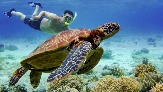 Découvrir les habitants sous la mer