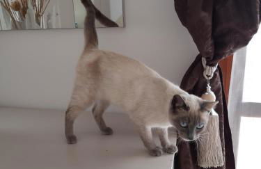 Villa Nicole - LUMINOSO APPARTAMENTO - Foto 27