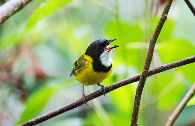 Mt Glorious Getaways - Foto 46