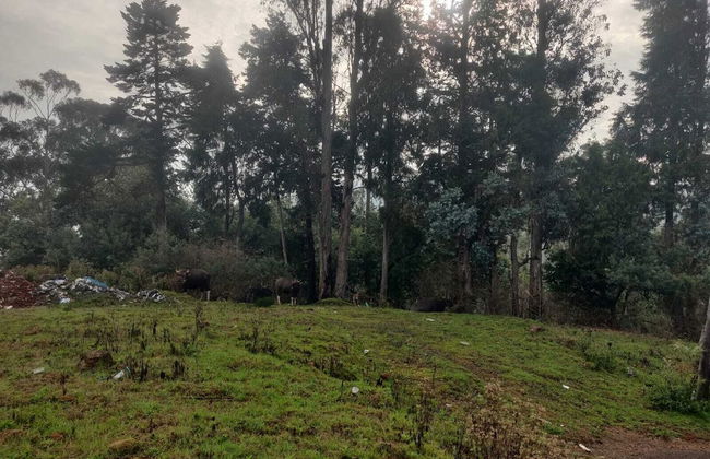 Bon Sejour Ooty Hill View Resort & Hotel - Foto 15