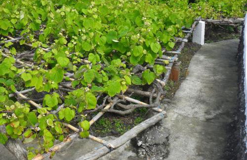 Adega Ilhéu - Photo 32