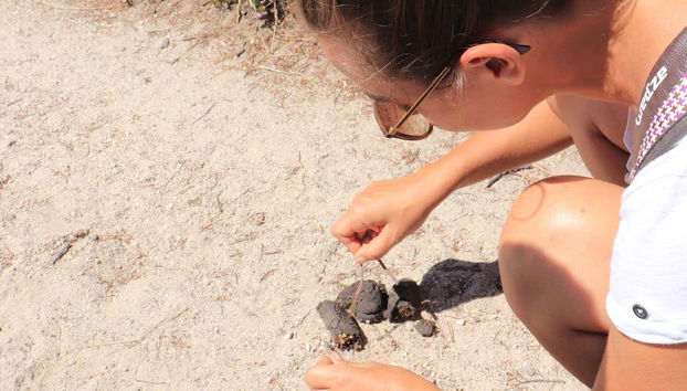 Seguendo le tracce del lupo iberico