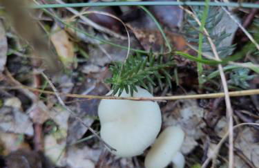 Ca la Cari, caseta rústica i acollidora - Foto 20