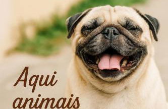 Mimos Da Serra - Foto 30