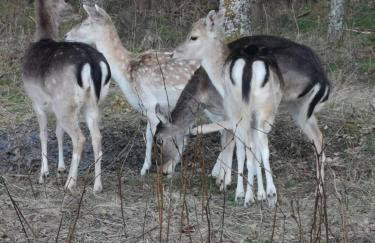 Dom w Trawach - Foto 17