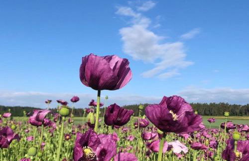 Ferienhaus Marlen - Foto 27