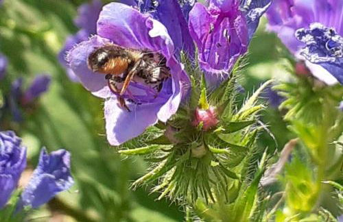 La maison parfumée - Foto 1