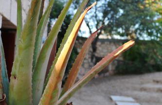 PYRGOS RALLI ESTATE Guesthouse - Foto 8