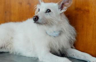 Apartamento Equitare Rural na Serra de Lousã - Foto 42