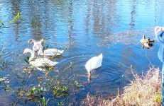 Maison atypique bord de l'Yonne - Foto 27