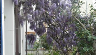 RITA'S ROOM ON THE SEA - Foto 4, Garden, Garden view