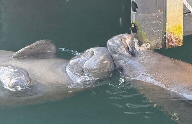 Yacht Haven Marina - Foto 11