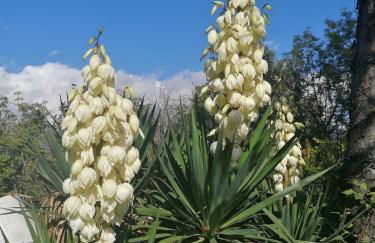 Antica Quercia Apartment - Photo 24