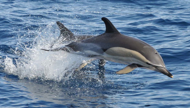 Morro Jable Dolphin & Whale Watching Trip - Foto 3