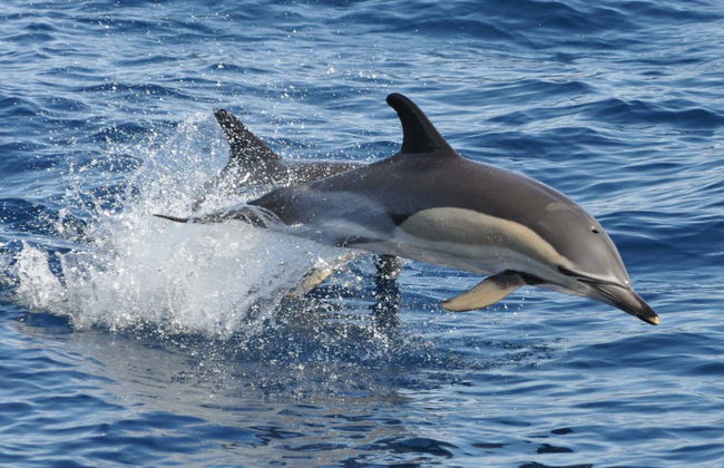 Morro Jable Dolphin & Whale Watching Trip - Foto 3