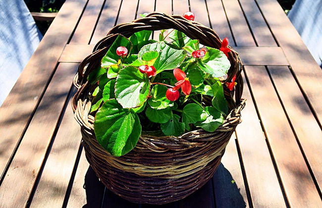 Apartments Vera - Foto 28