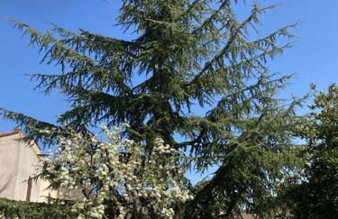 ChezMathilde à LIMOUX - Foto 12