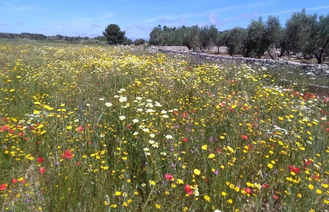 Maison Alighieri Oasi Verde - Photo 35