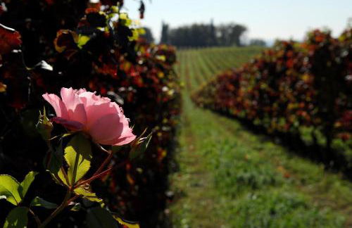 Musella Winery & Relais - Foto 134