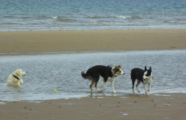 Dog Friendly Bed & Bowl Beach Chalet - Foto 11