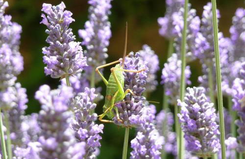 Podere Sant'Angelo - Foto 42