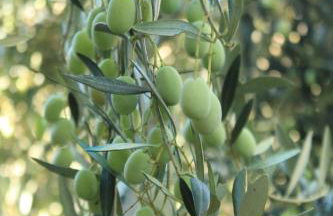 Apartments with parking space Rukavac, Vis - 8897 - Foto 10