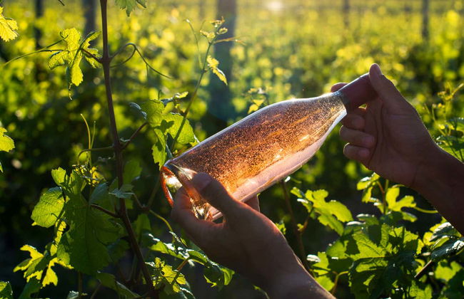 Visita di una cantina del Lago di Garda + Degustazione di vino e olio - Foto 2