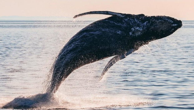 Avistamiento de ballenas en zodiac en Victoria - Tour de medio día en grupo reducido - Foto 2