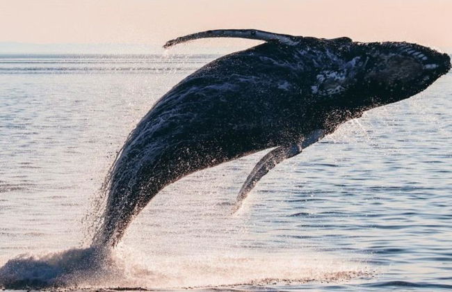 Victoria Zodiac Whale Watching - Croisière d'une demi-journée en petit groupe - Photo 2