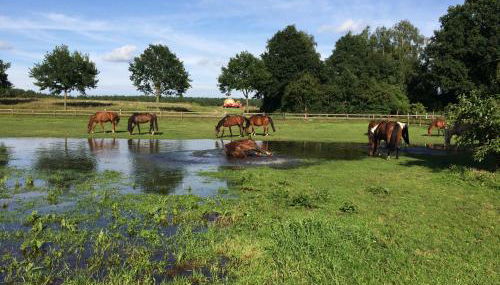 Reit- und Bauernhof Klaucke - Foto 4